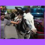 Donkey 2.jpg